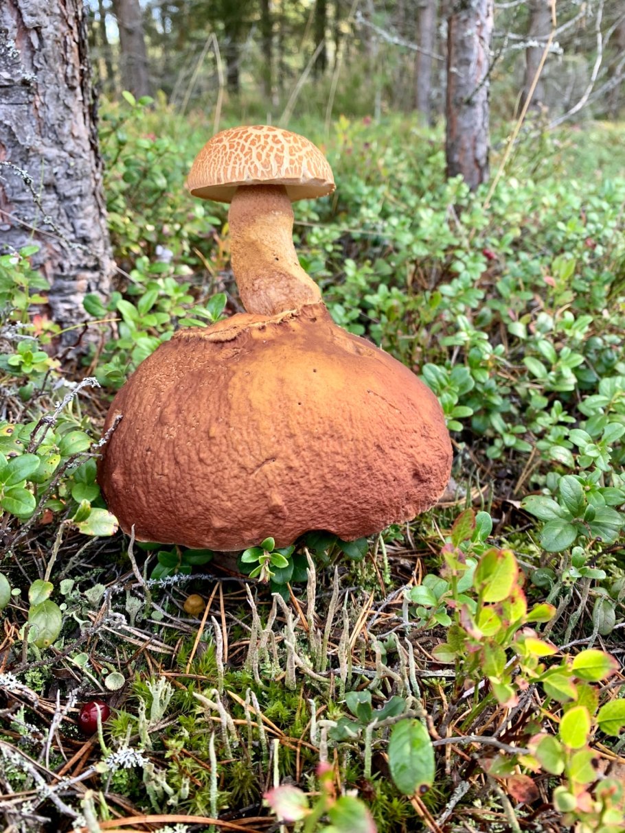 Шляпка Leccinum scabrum