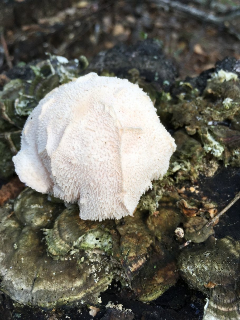 Гриб ежовик усиковый