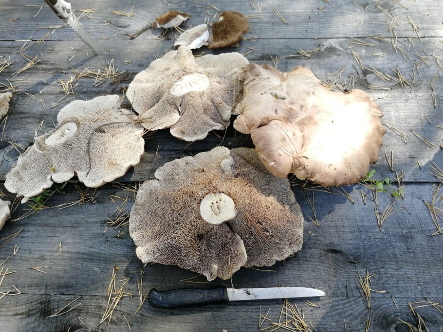 Гиднеллум голубой