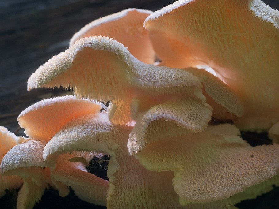 Ежовик усиковый Hericium cirrhatum