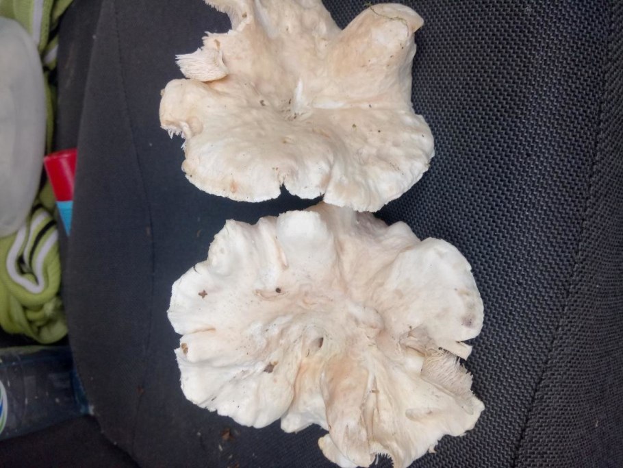 Порядок афиллофоровые Саркодон черепитчатый