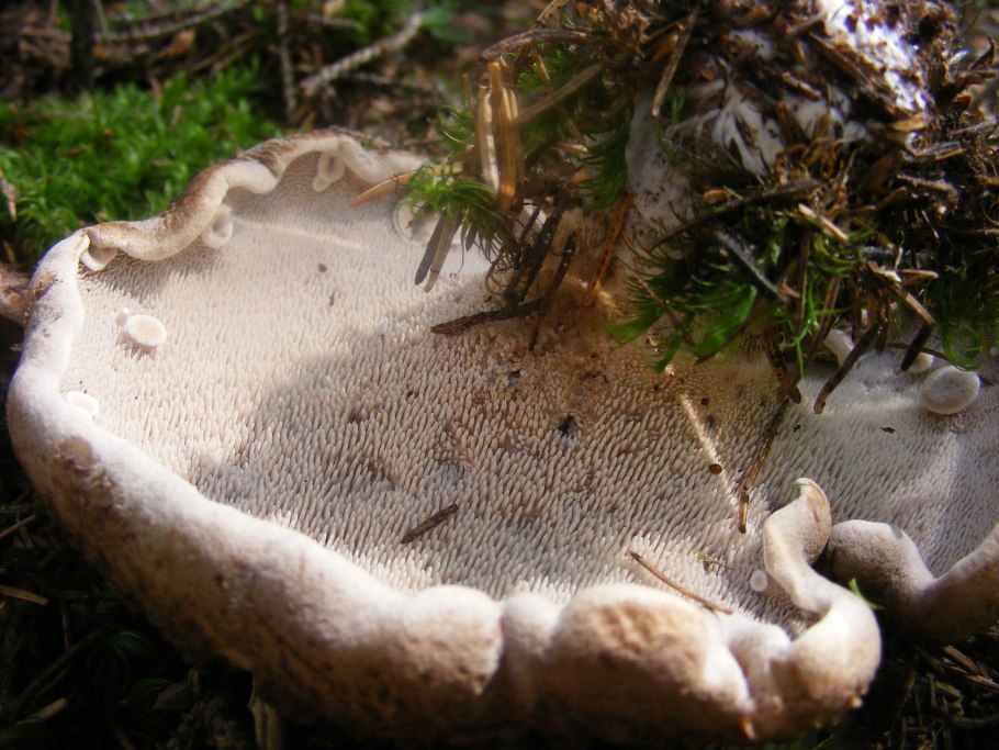 Ежовик жёлтый