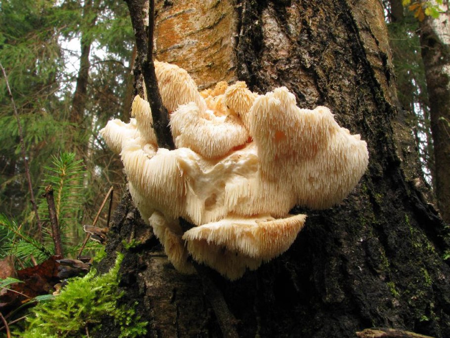 Ежовик Северный