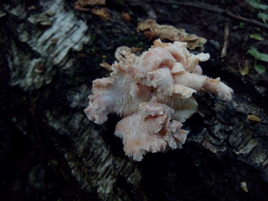 Ежовик усиковый Hericium cirrhatum