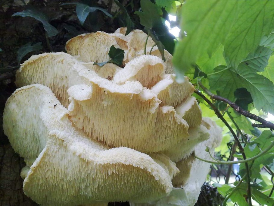 Лимонная вешенка гриб