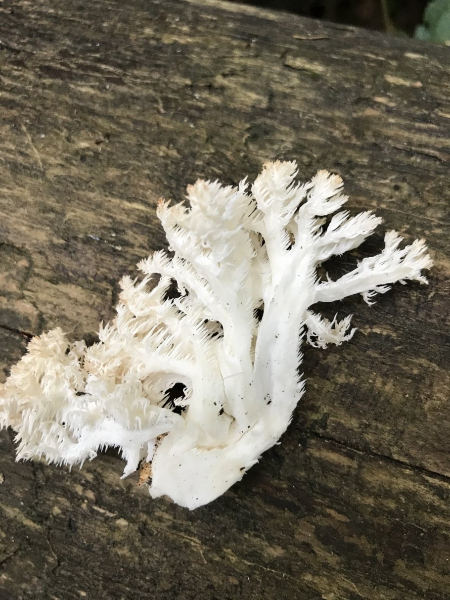 Гриб ежовик коралловидный