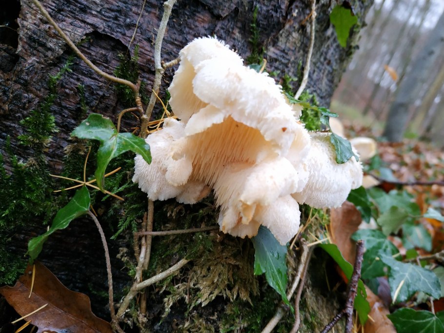 Гериций усиковый