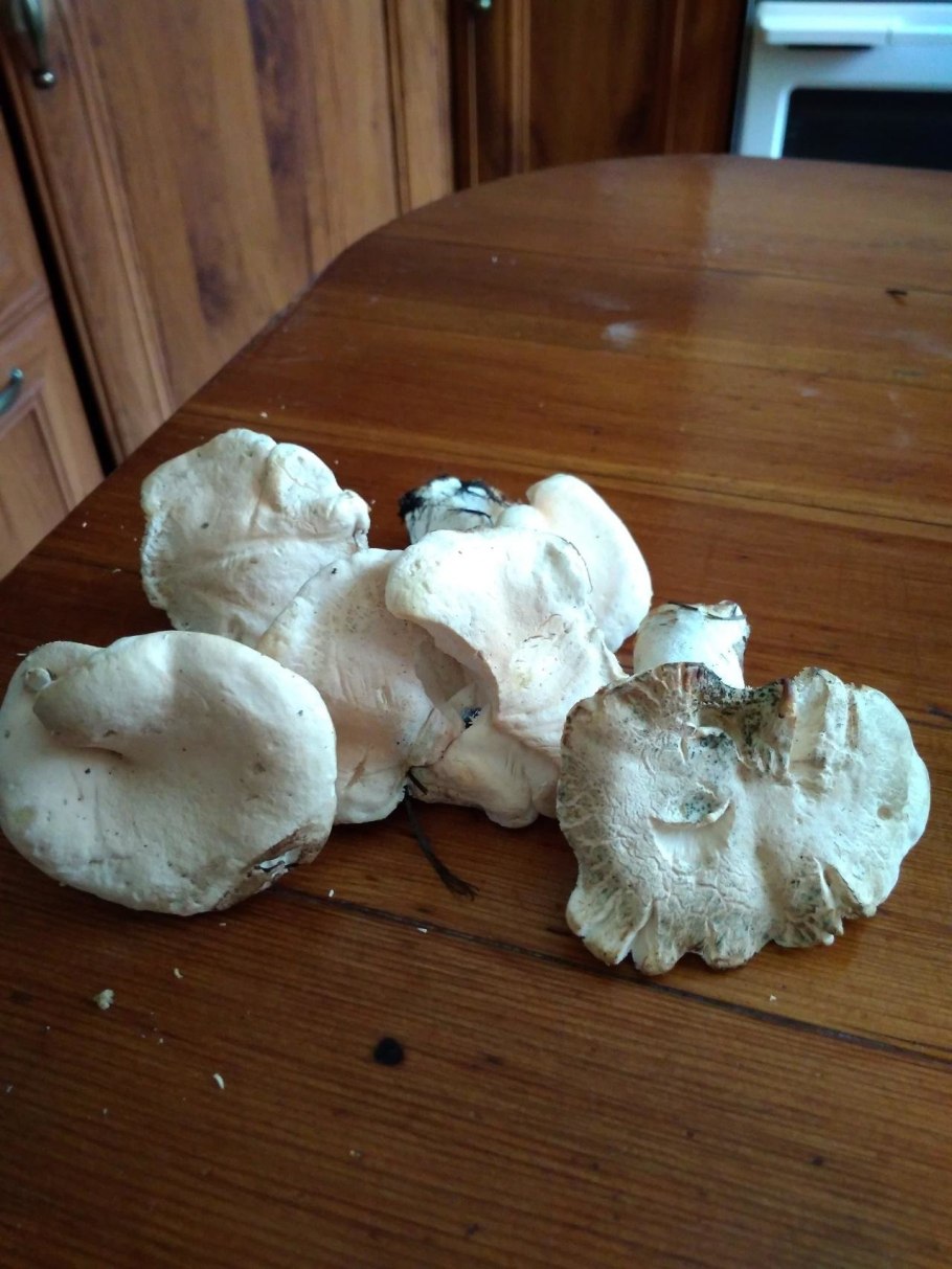 Гриб Рогатик коралловидный