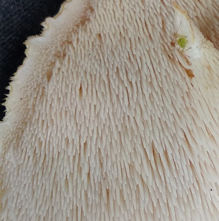 Ежовик гребенчатый мицелий