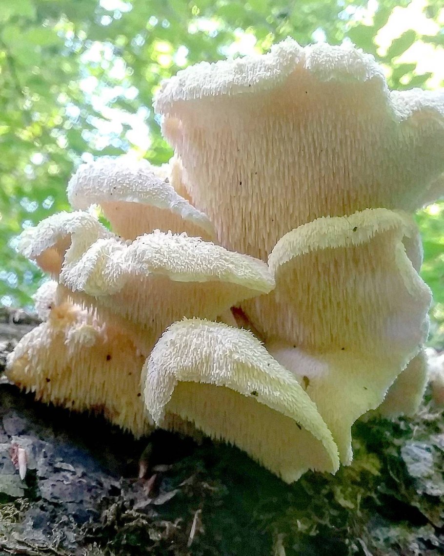 Желтый ежовик съедобный