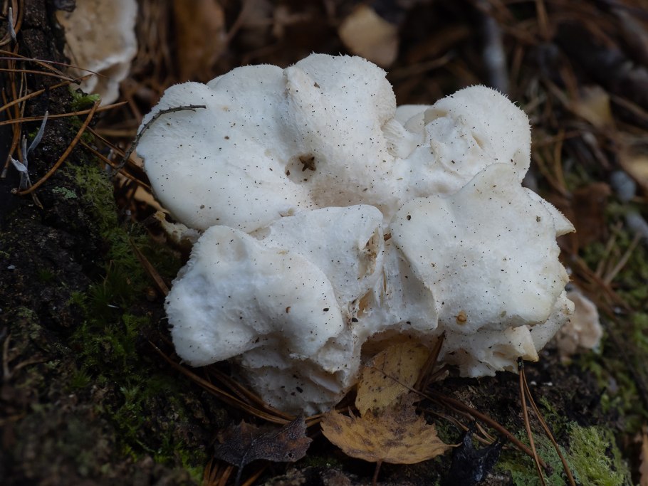 Гериций (ежовик) кудрявый