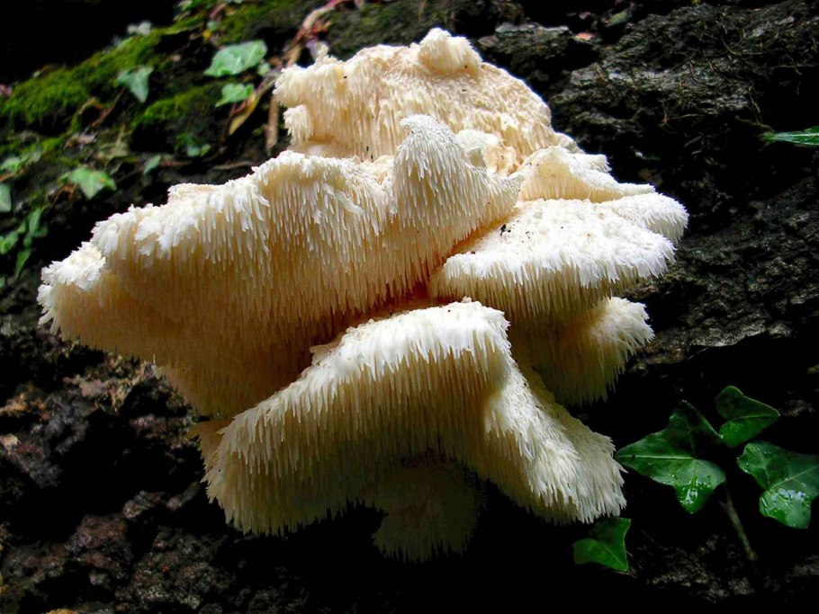 Ежовик усиковый Hericium cirrhatum
