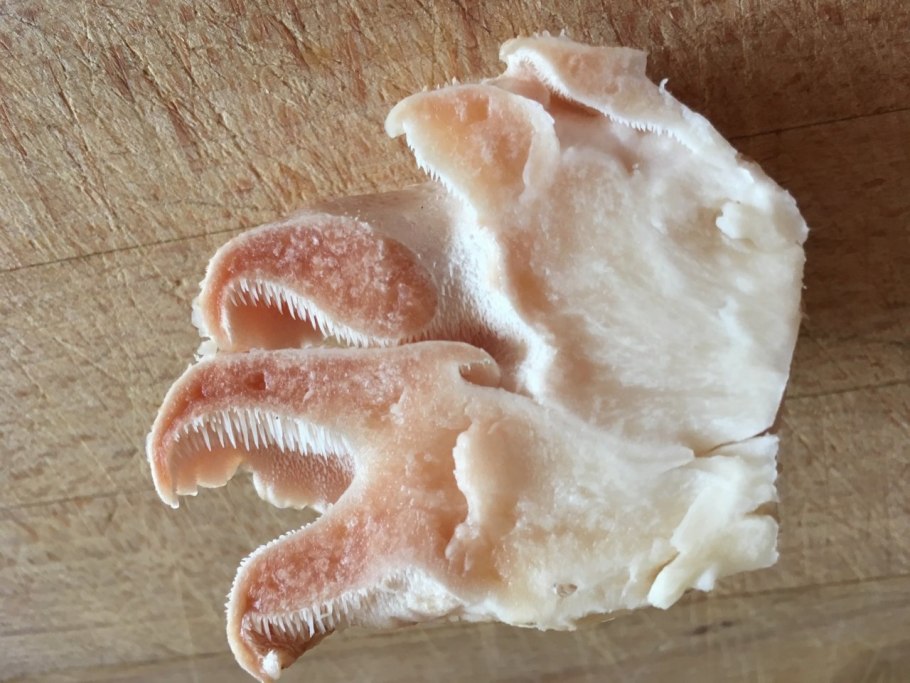 Ежовик гриб Колчак