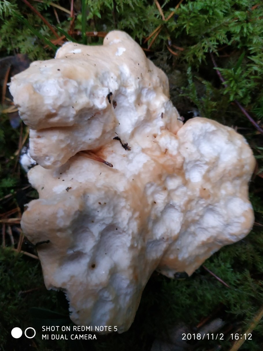 Ежовик гребенчатый