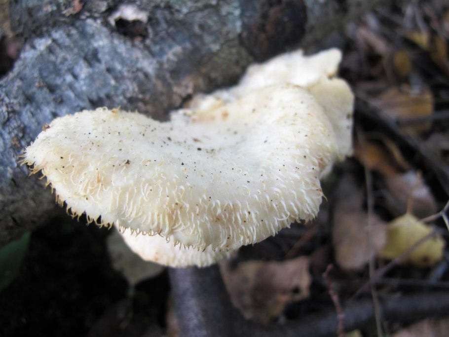 Ежовик белый гриб съедобный