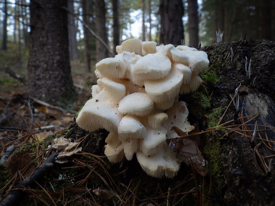 Гриб ежовик усиковый