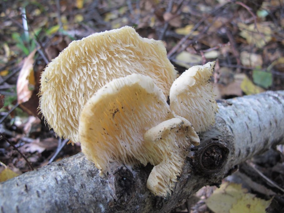 Ежовик белый Hydnum albidum