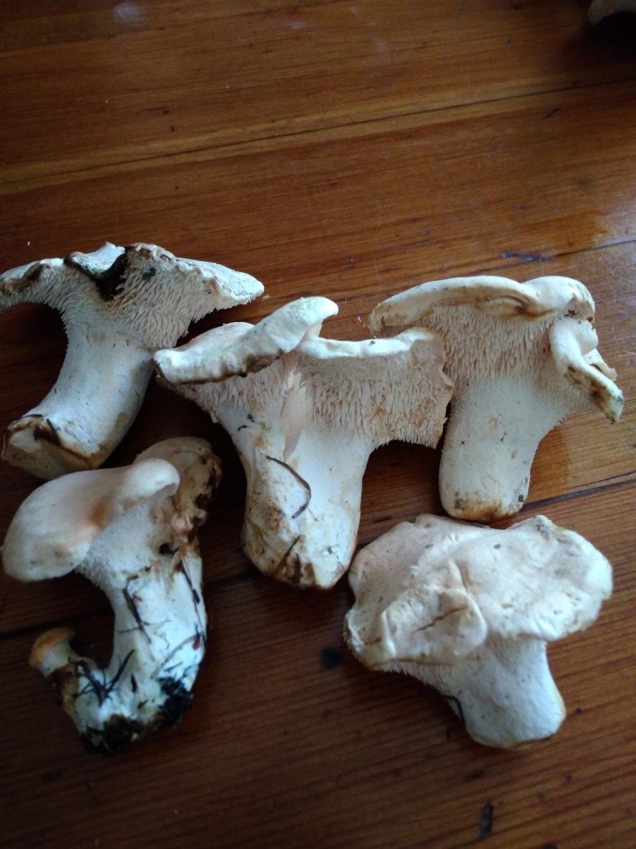 Ежовик белый коралловидный