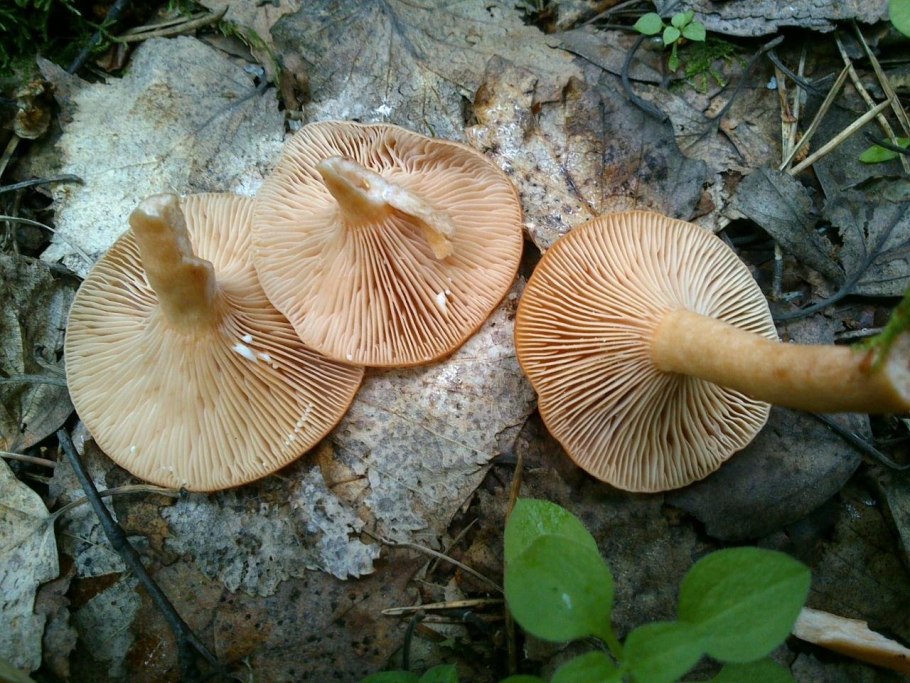 Млечник чахлый Lactarius tabidus