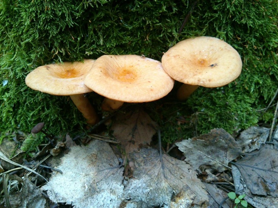 Янтарный млечник