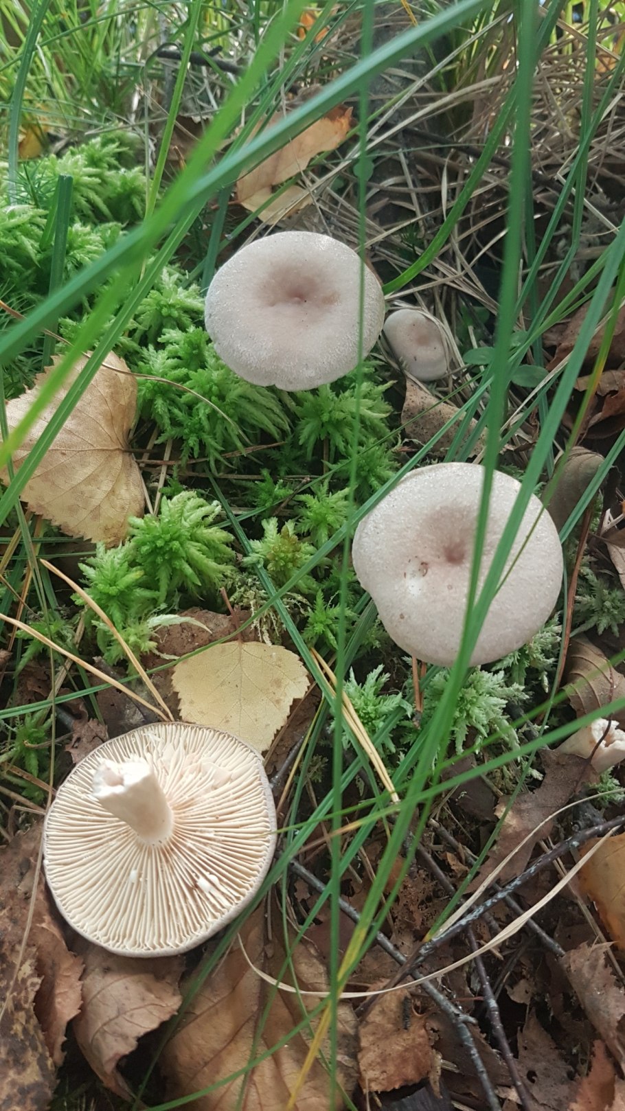 Млечник темно-бурый