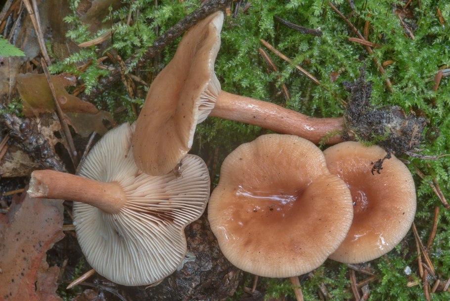 Млечник чахлый (груздь нежный).