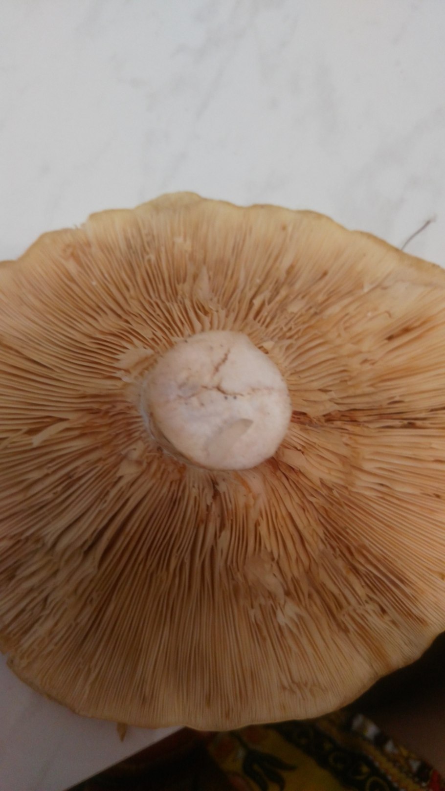 Гриб зональный млечник