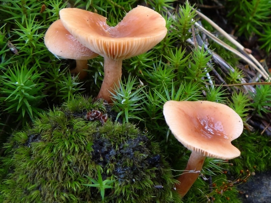 Млечник чахлый Lactarius tabidus