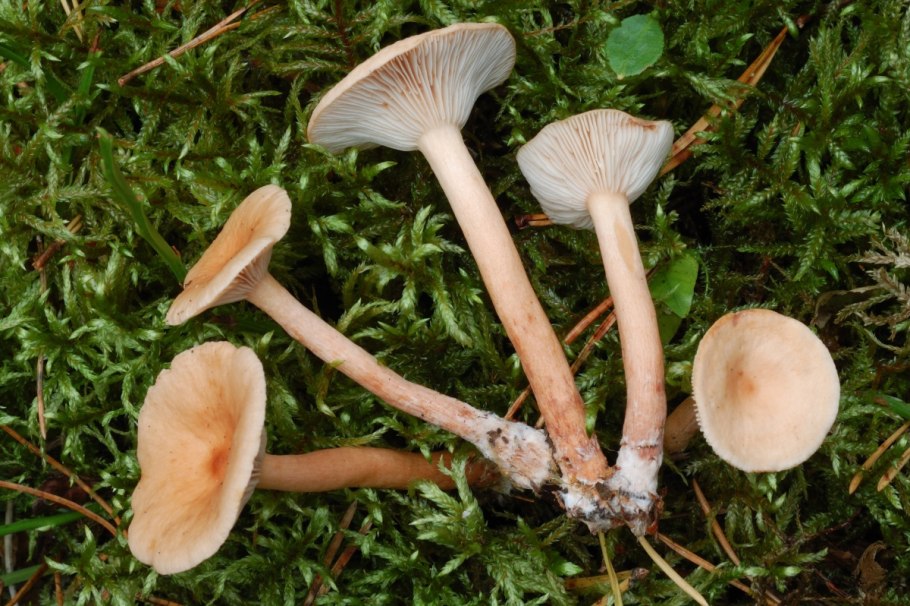 Млечник чахлый (груздь нежный).