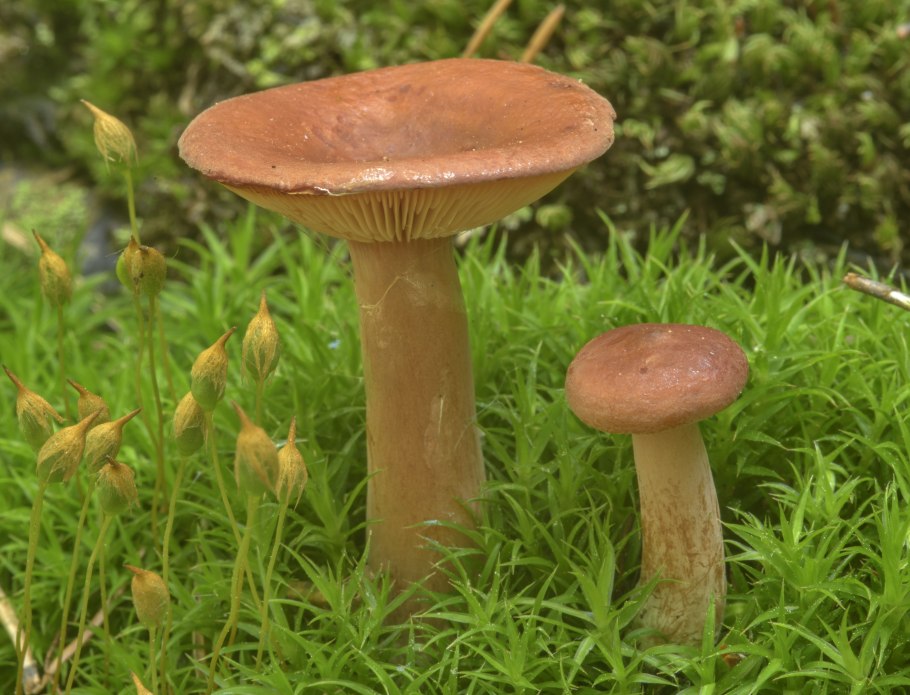 Млечник чахлый Lactarius tabidus