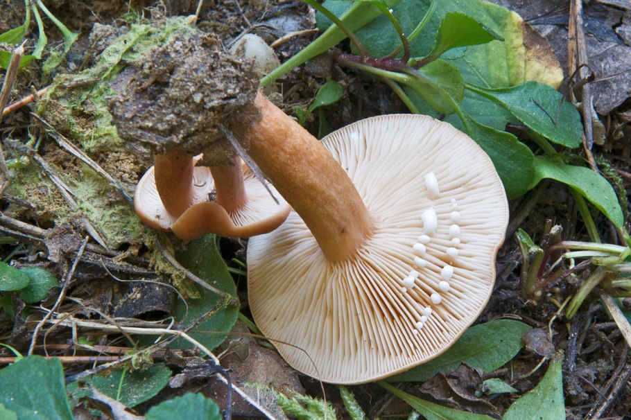 Lactarius tabidus