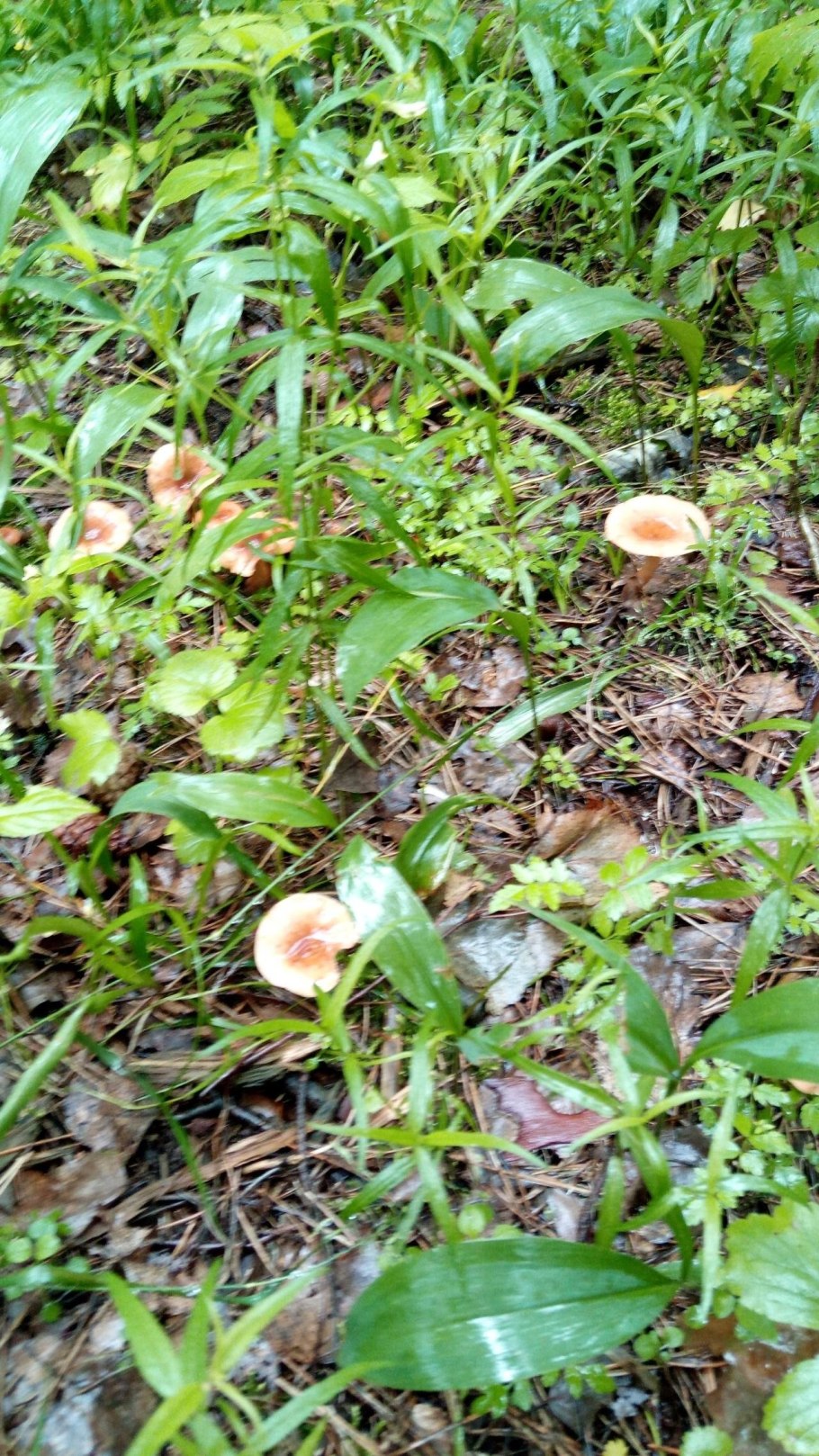 Млечник краснушка