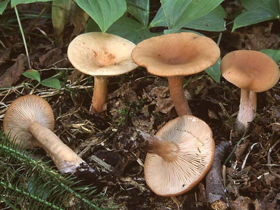 Lactarius tabidus