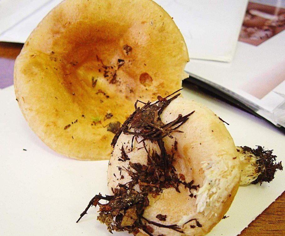 Грибы чернушки,волнушки,рыжики