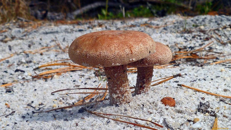 Lactarius resimus купить