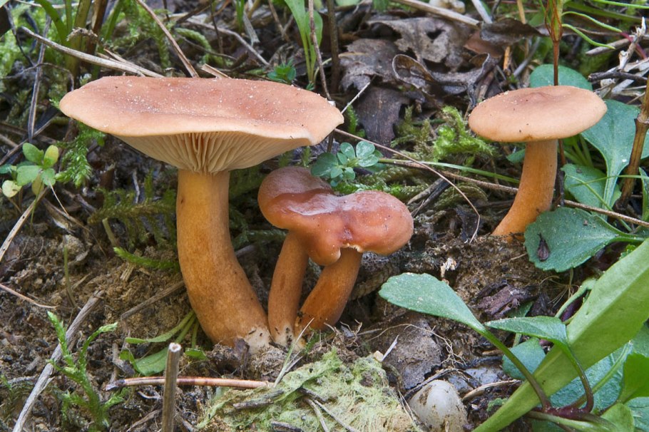 Млечник чахлый Lactarius tabidus