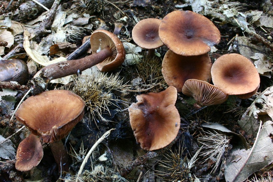 Млечник мэра Lactarius mairei