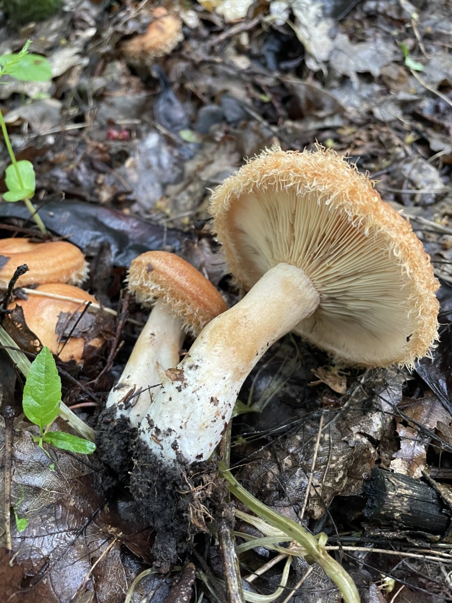 Млечник чахлый гриб