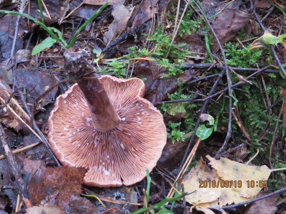 Млечник камфорный lactarius camphoratus