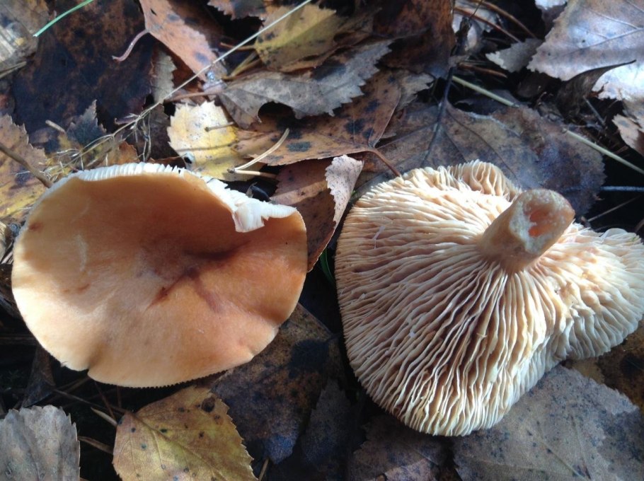 Млечник чахлый Lactarius tabidus