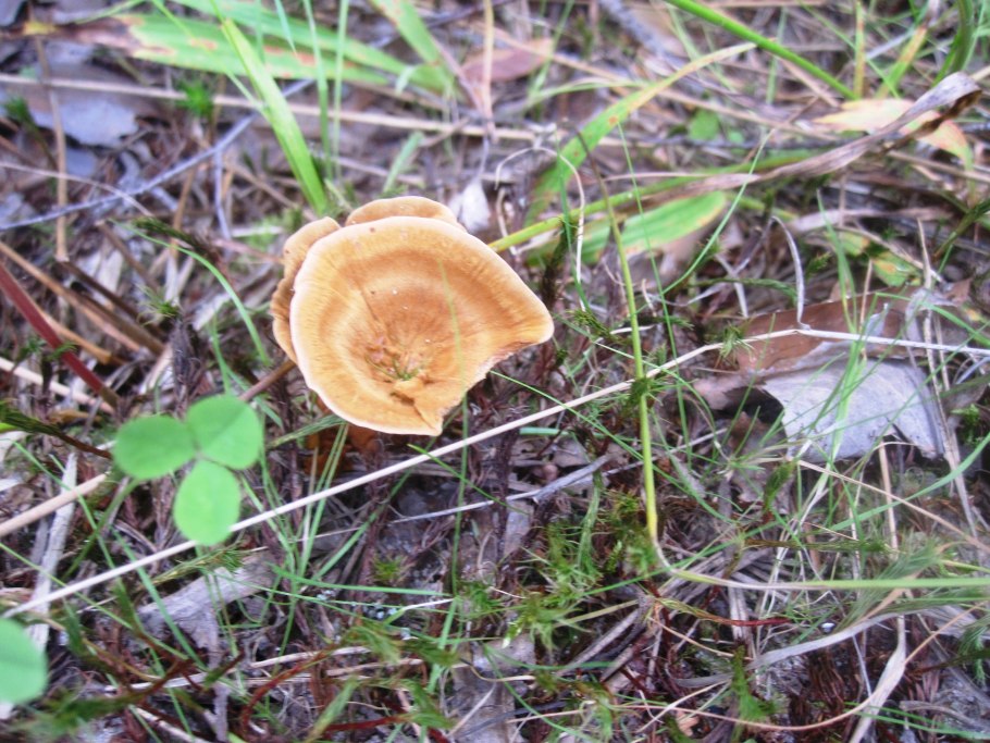 Какие грибы на вкус горчат фото