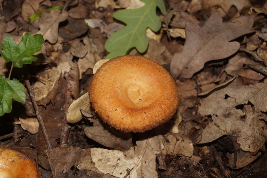 Самый ядовитый гриб в мире