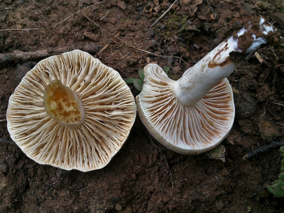 Млечник беззоновый