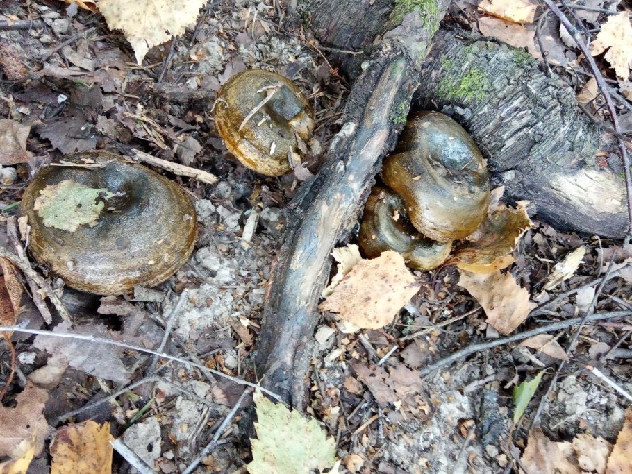 Млечник гриб гладыш