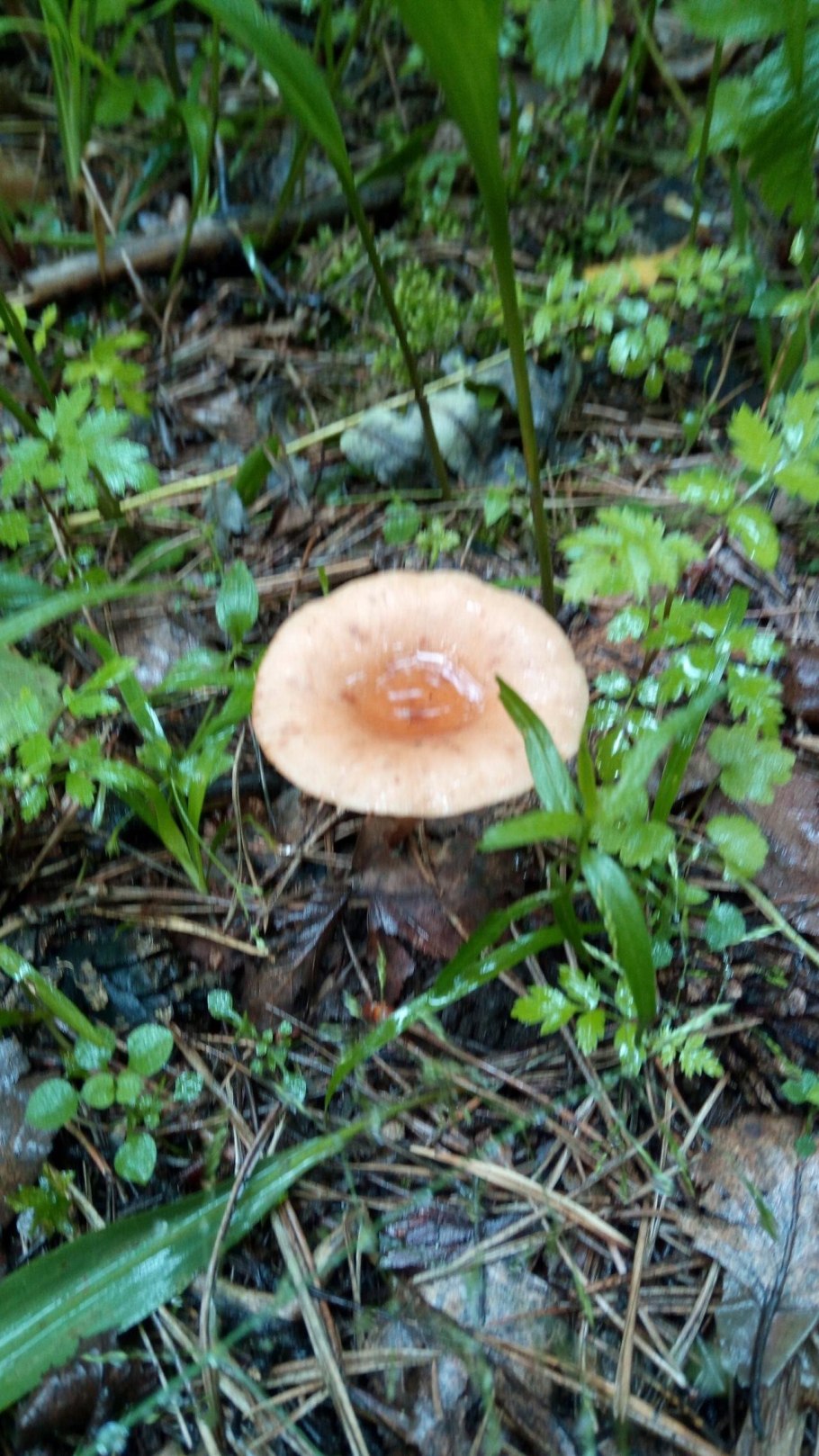 Lactarius badiosanguineus