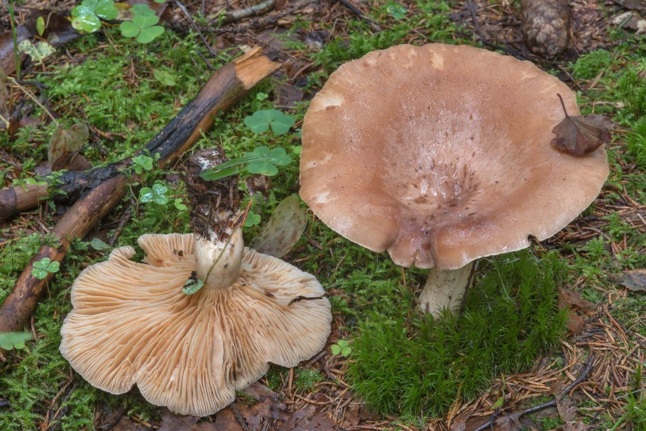 Птичий млечник