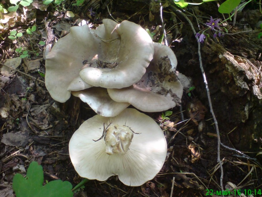 Грибы курники съедобные фото