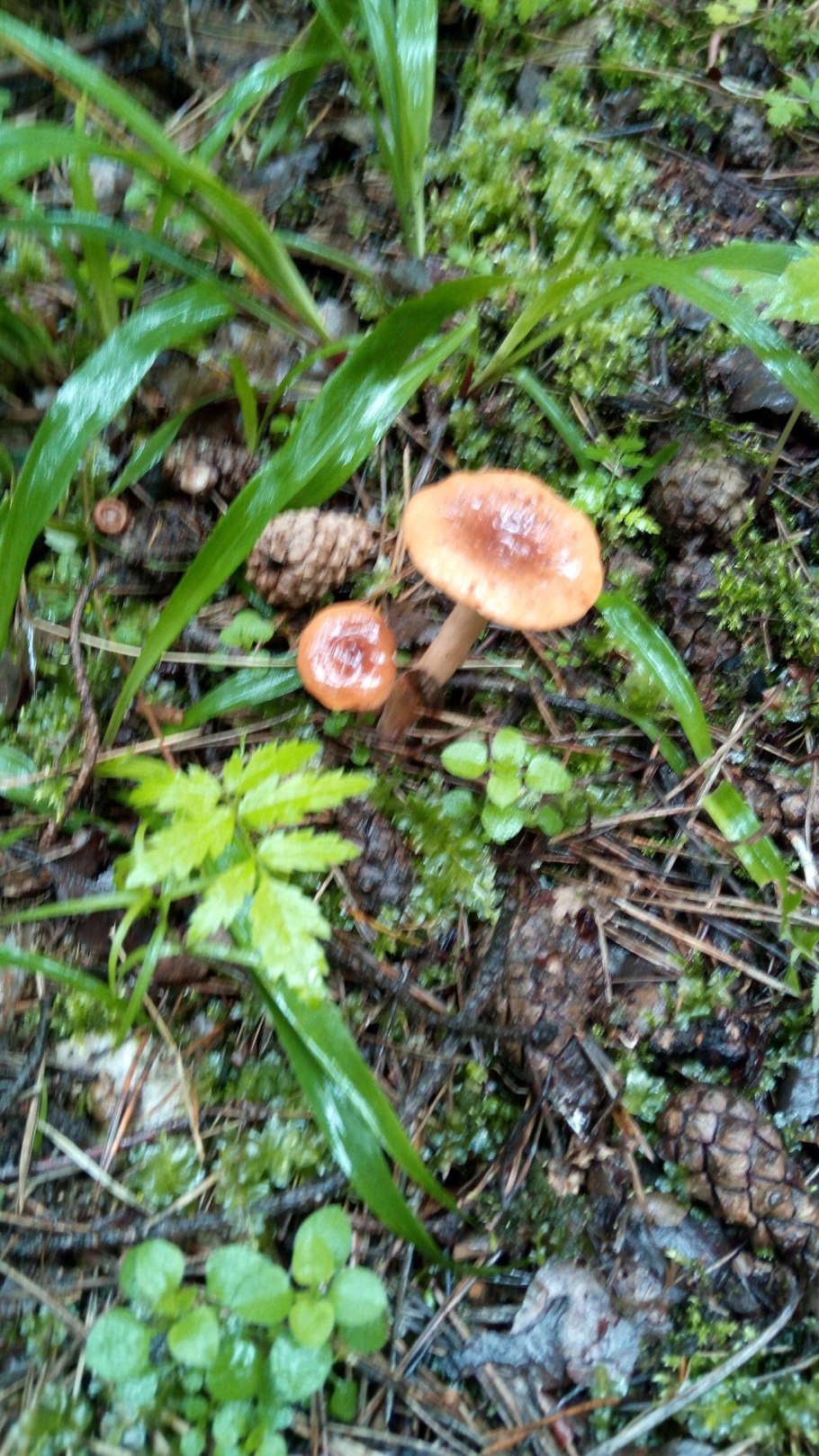 Млечник рыжик гриб