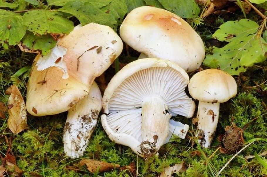 Гриб гигрофор пластинчатая