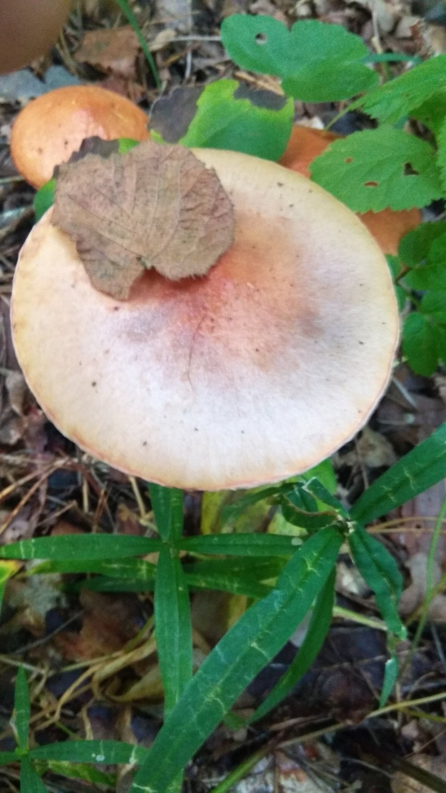 Грибы Крыма мокруха пурпурная